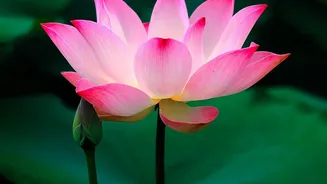 Udupi's Lotus Experiment Combines Crop Diversification With Local Market Demand