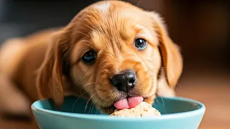 Frozen Peanut Butter Mash Is Keeping Indian Puppies Chill