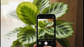 Photograph The Plant And Take A Sample Only If A Vet Advises