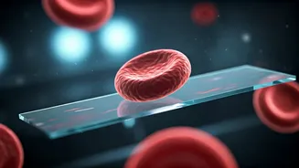 Ultramarathons: The Hidden Cellular Toll on Your Red Blood Cells