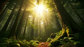 Forest Vacations Are Winning Hearts This Season