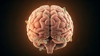 Unlock Your Mind: How Your Gut Health Directly Impacts Brain Fog