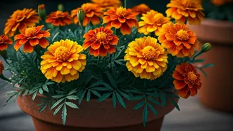 Marigolds Make Containers Look Bright And Happy