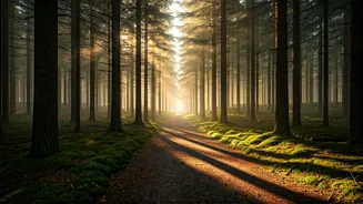 Pine Forest Walks Are The New Himachal Flex