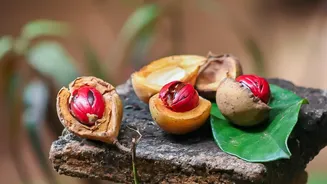 Understanding Nutmeg Claims: What Science Actually Says About Nutmeg and Concentration