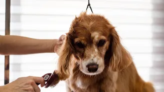 Dog shedding? Here's how to keep it under control