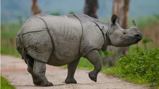 Inside Assam's Kaziranga, Home to Nearly Two-Thirds of the World's One-Horned Rhinos
