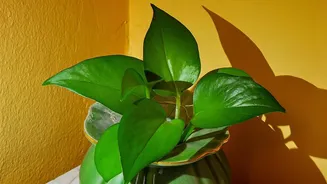 Why houseplants lean towards the light