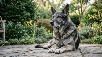 Inside DNA Study On Why Large Dogs Age Faster: Genes Change Their Regulation As Dogs Grow Older