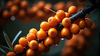 Sea Buckthorn: The Himalayan Superfood Revolutionizing Wellness from Skin to Immunity