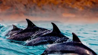 Five Indian Destinations Offer Responsible Dolphin Watching across Rivers, Lakes and Coasts