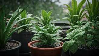 Easy Pot Plants That Love The Rain