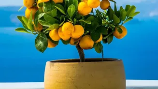 Lemon Plant Care In Pots