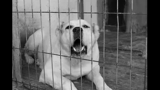 Dog Boarding Tips for Indian Weather & Safety