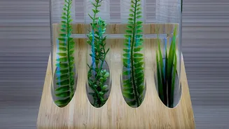 Easy Plant Propagation Without Buying New Plants