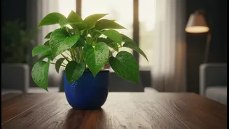 Monsoon Gardening Starts With These Low-Light Plants