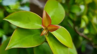 Latest Update On A Simple Way To Multiply Plants At Home