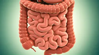Mastering Fiber Intake: Your Guide to Avoiding Digestive Woes