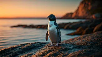 Australia’s Little Penguin Is The Cutest Survival Story