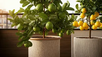 Urban Gardeners Are Trying Fruit Pots Now