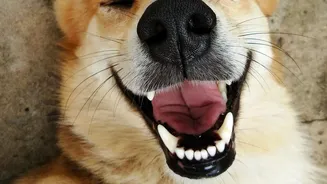 Pet Dental Health Is Moving Up The Care Checklist Alongside Vaccinations, Grooming And Nutrition