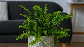 What Indoor Plants Actually Contribute To Healthier Living Spaces