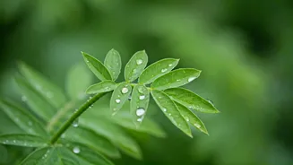 Healthy Walks: Steps to a Diabetes-Free Life