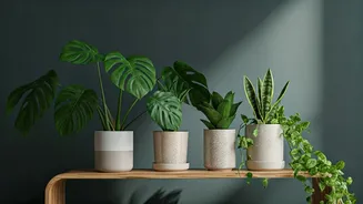 Home Plants Become Fashion