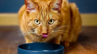 A Pet's Licking Habit Makes Floor Residue More Relevant