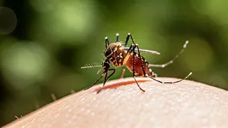Deforestation's Impact: Mosquitoes & Human Blood Preference