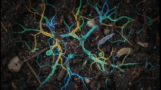 Researchers Look Underground For Agricultural Solutions