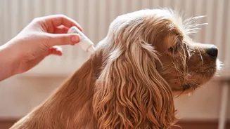 O segredo natural que cura feridas de cães e gatos mais rápido (e sem riscos se eles lamberem)
