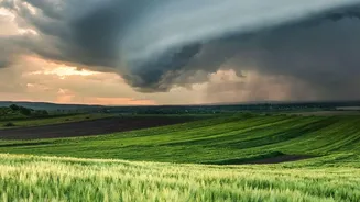 The August Sowing Window: Local Rainfall and Drainage and Sunlight Matter More than a Generic Seasonal List