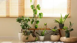 Energia pesada? Veja as plantas que você não deve ter dentro de casa