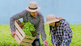 Why Edge AI Microcontrollers Are Reshaping Organic Agricultural Automation