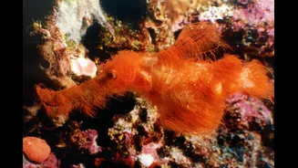 Nova espécie de peixe “peludo” ganha nome inspirado na Vila Sésamo