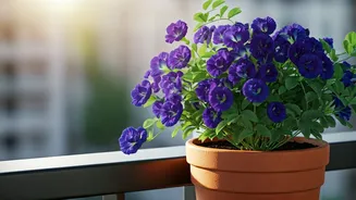 Cultivating Aparajita on Your Balcony: A Guide to Vibrant Blue Blooms