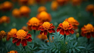 Indian Gardeners Should Not Sleep On Marigolds
