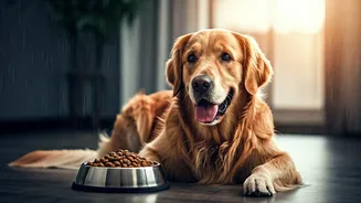 Rainy Season Pet Diets Need More Attention