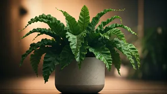 Bird's Nest Ferns Are Perfect For Plant-Pet Homes