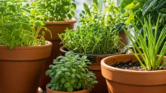 Balcony Pots Turn Renters Into Gardeners Fast