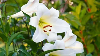 Ladakh's Stakna Field Could Peak Later As Liliums Begin To Flower