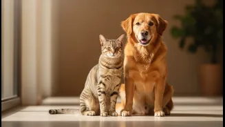 A Pet's Body Condition Can Matter More Than The Brand Name