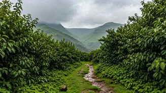 Western Ghats Travel Alert: Essential Monsoon Checklist Now