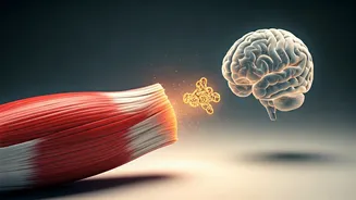 Unlocking Your Brain's Potential: How Exercise Fuels Memory Through a Powerful Muscle Protein