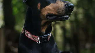 Do Not Wait for a Lost-Pet Scare to Organise Identification Records