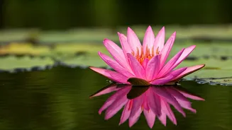 Lotus for Hair: Nature's Secret to Hair Growth