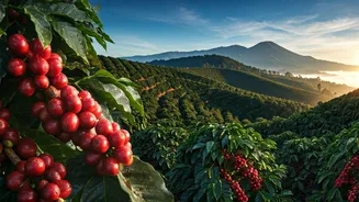 Coffee Country Is The Place To Be
