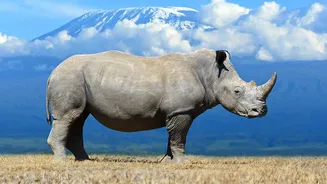 What Safaris Teach Travellers About Slowing Down in South Africa