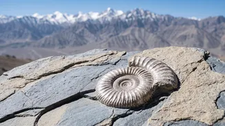 38-Million-Year-Old Marine Fossils Found In Ladakh Puts The Spotlight On Subathu Marine Link